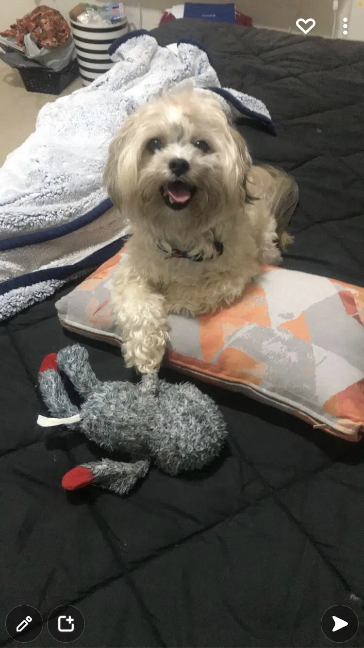 Lost dog in Atlanta, GA, 30349