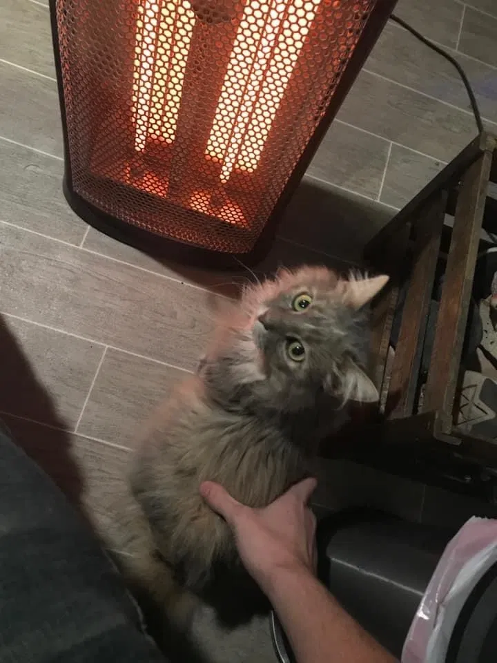 Lost cat in Rancho Cordova, CA, 95742