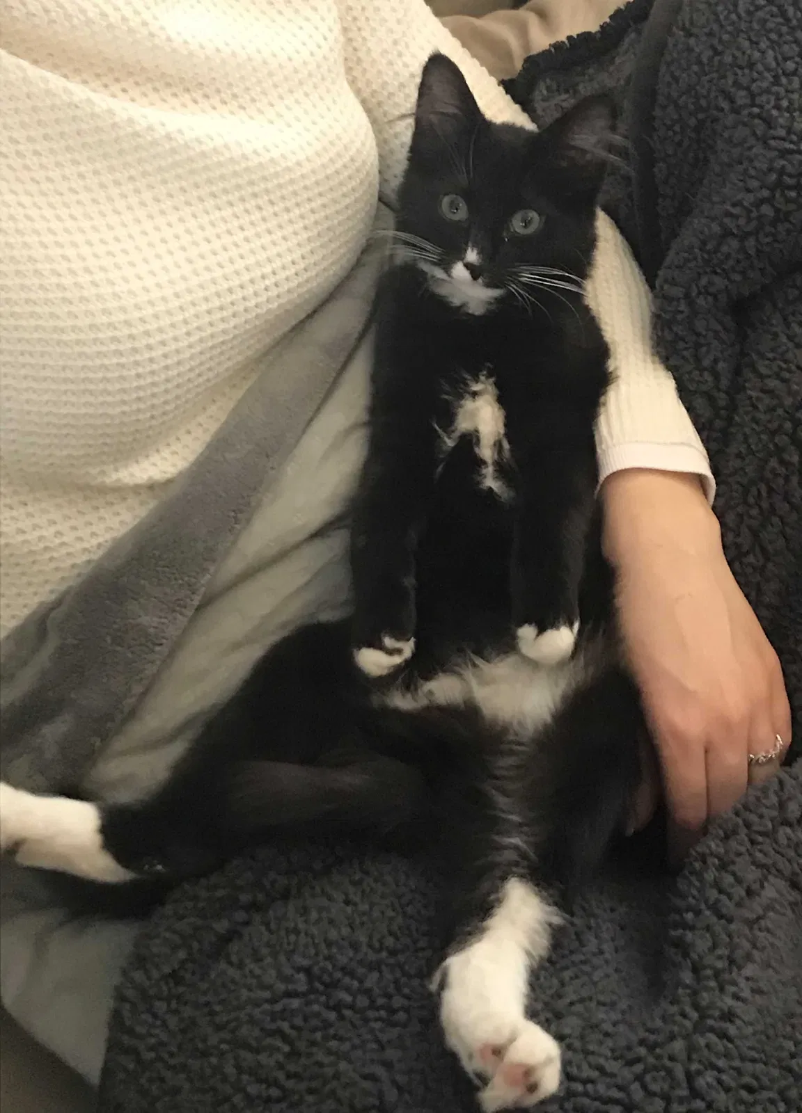 Lost cat in Canton, OH, 44709