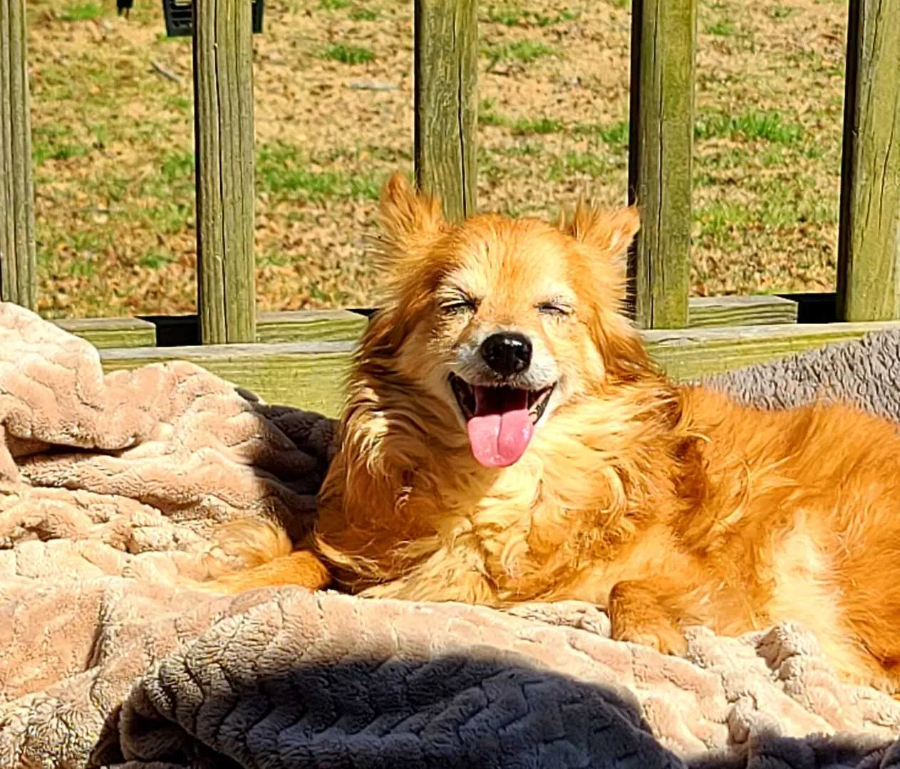Lost dog in Jackson, GA, 30233