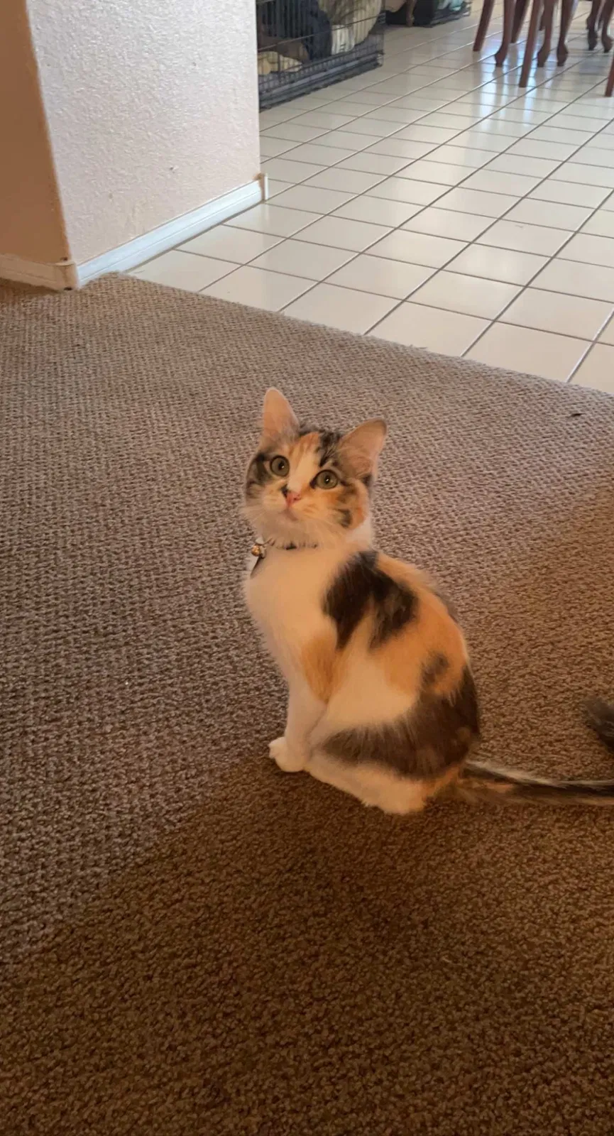 Lost cat in North Las Vegas, NV, 89031