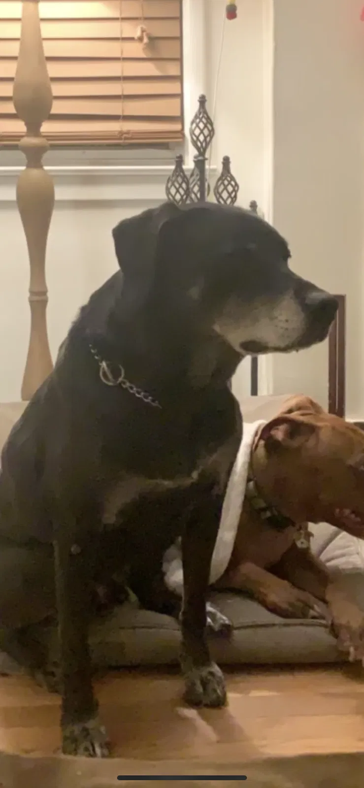 Lost dog in Sacramento, CA, 95819