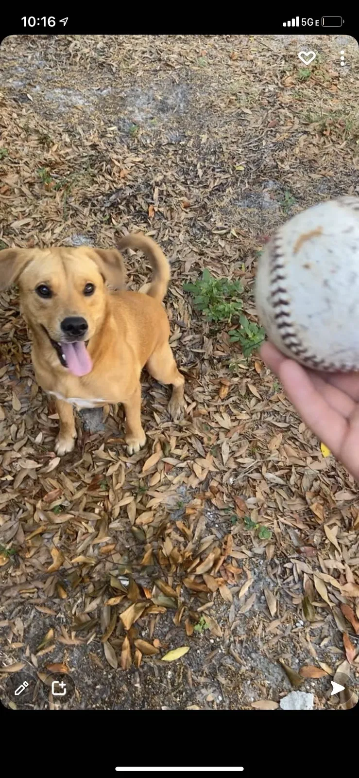 Lost dog in Tampa, FL, 33612