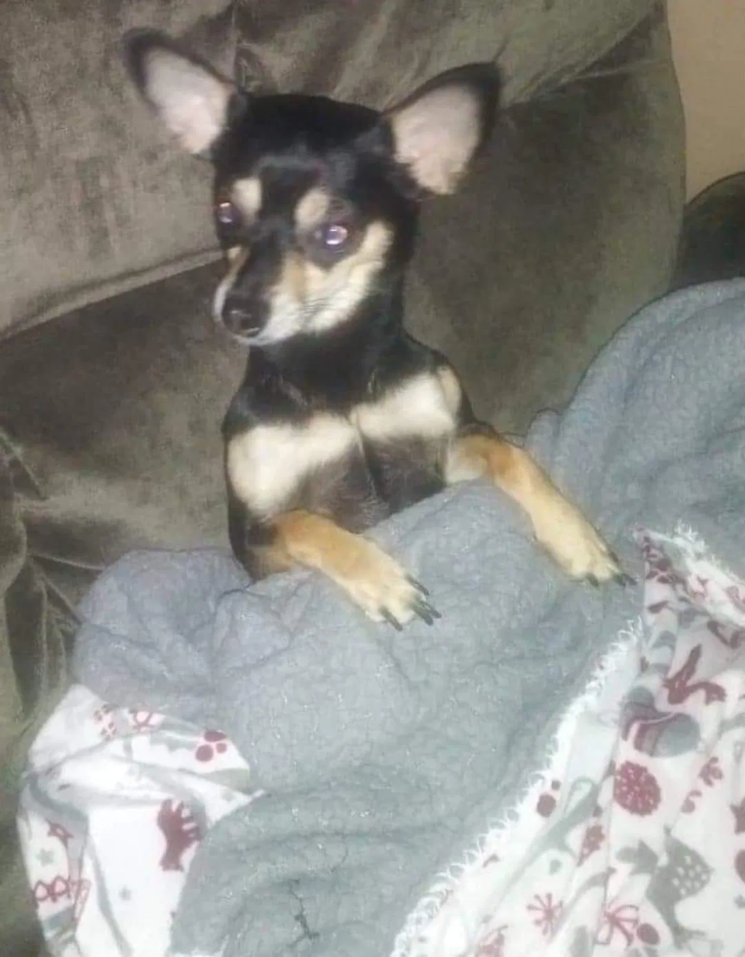 Lost dog in Wichita, KS, 67217
