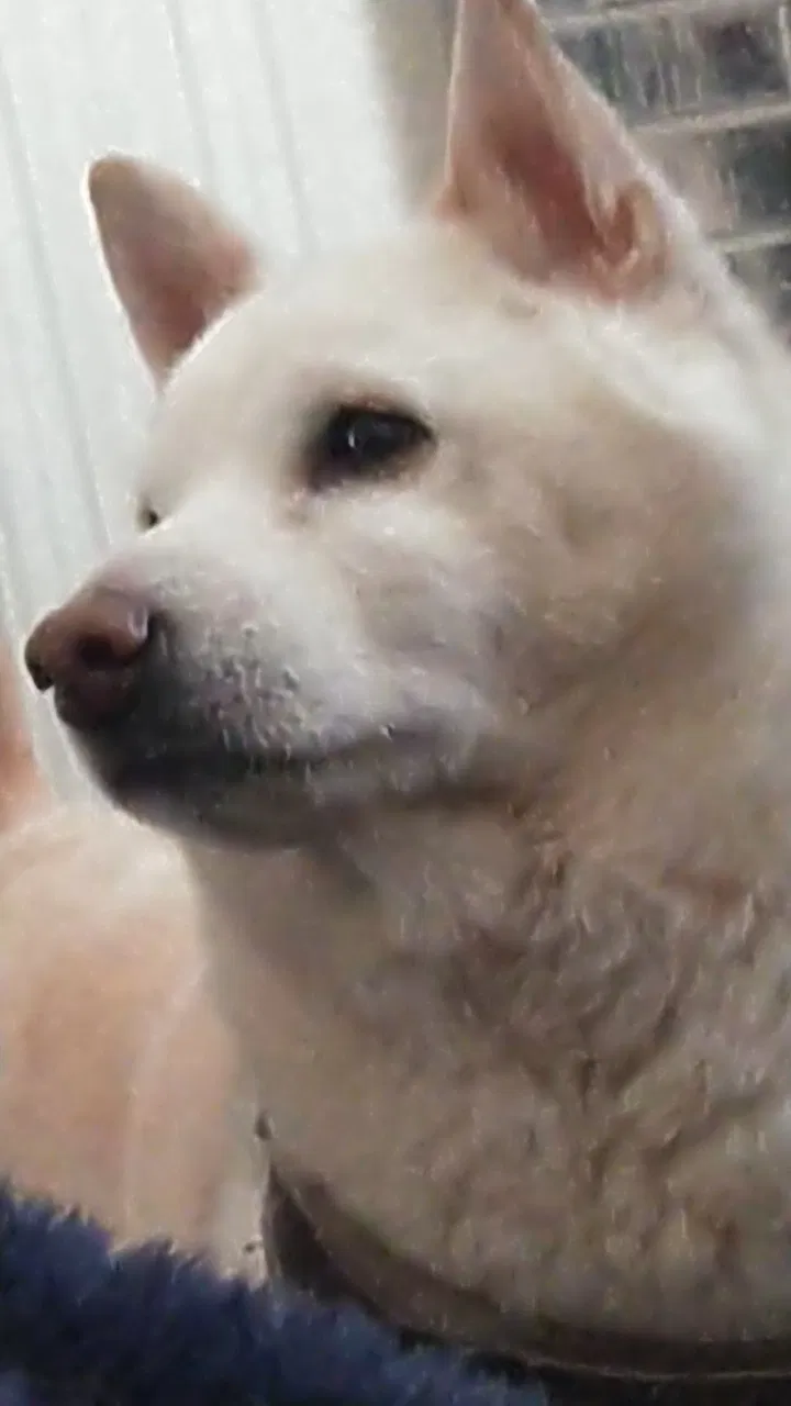 Lost dog in Aliquippa, PA, 15001