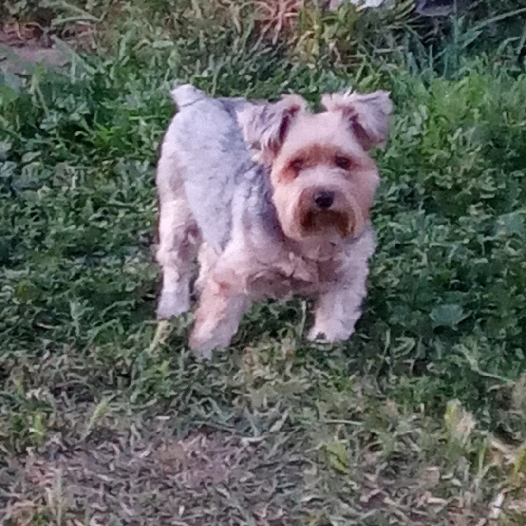 Lost dog in Yuba City, CA, 95991