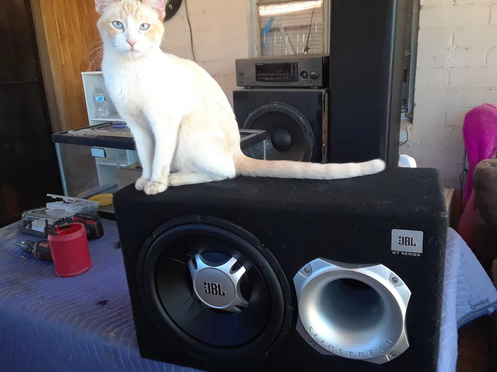 Lost cat in Tucson, AZ, 85730