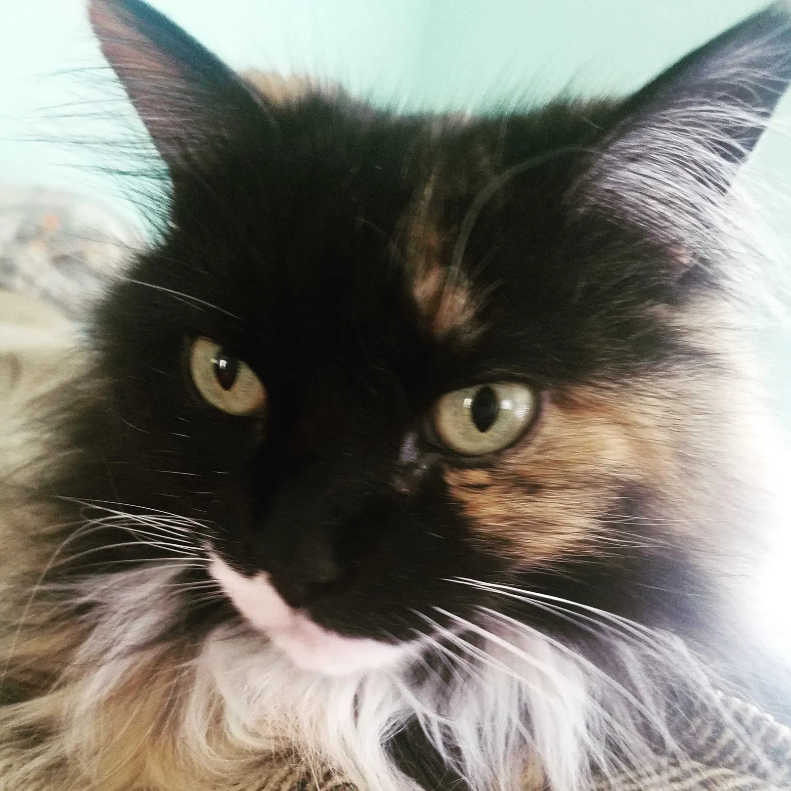 Lost cat in Murfreesboro, TN, 37130