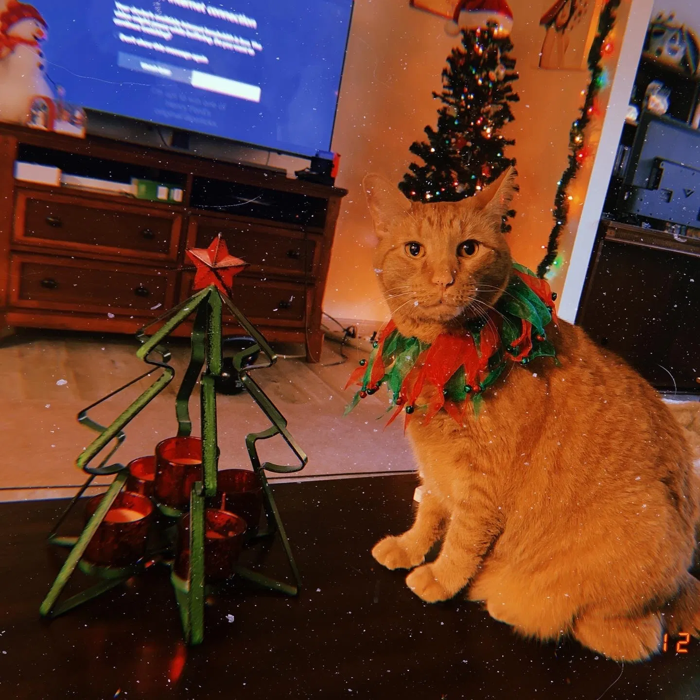 Lost cat in Decatur, GA, 30032