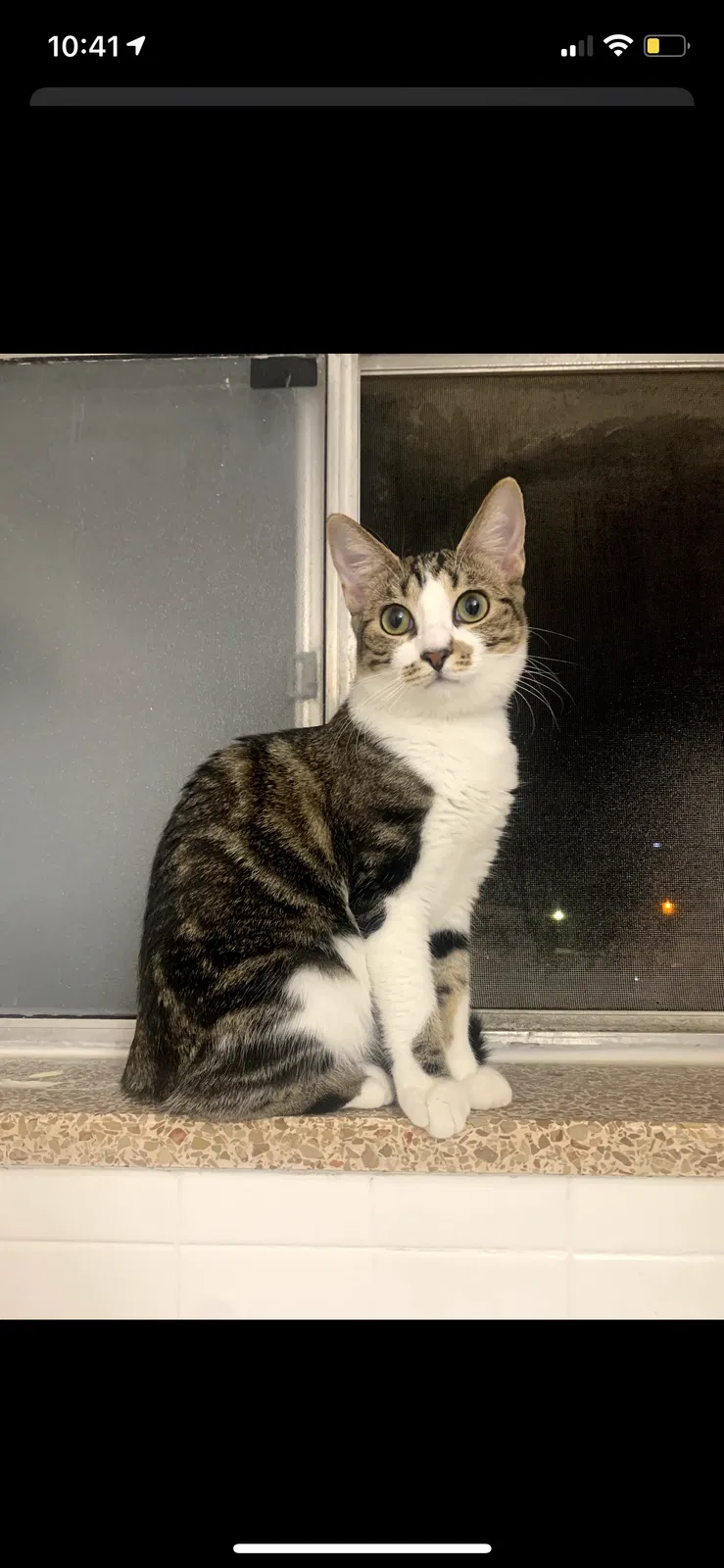 Lost cat in Brighton, CO, 80601