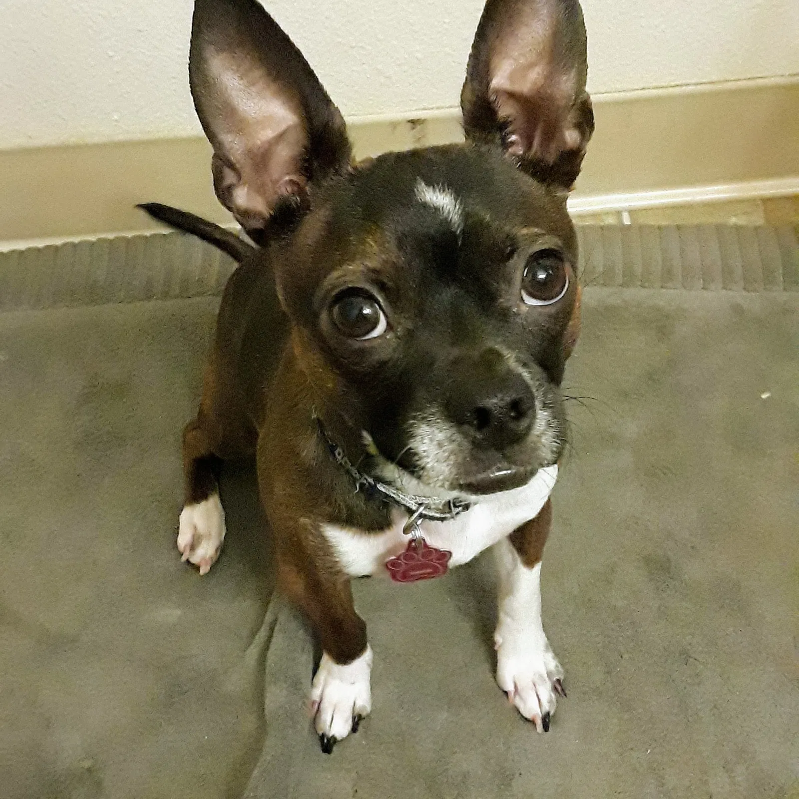 Lost dog in Salinas, CA, 93906