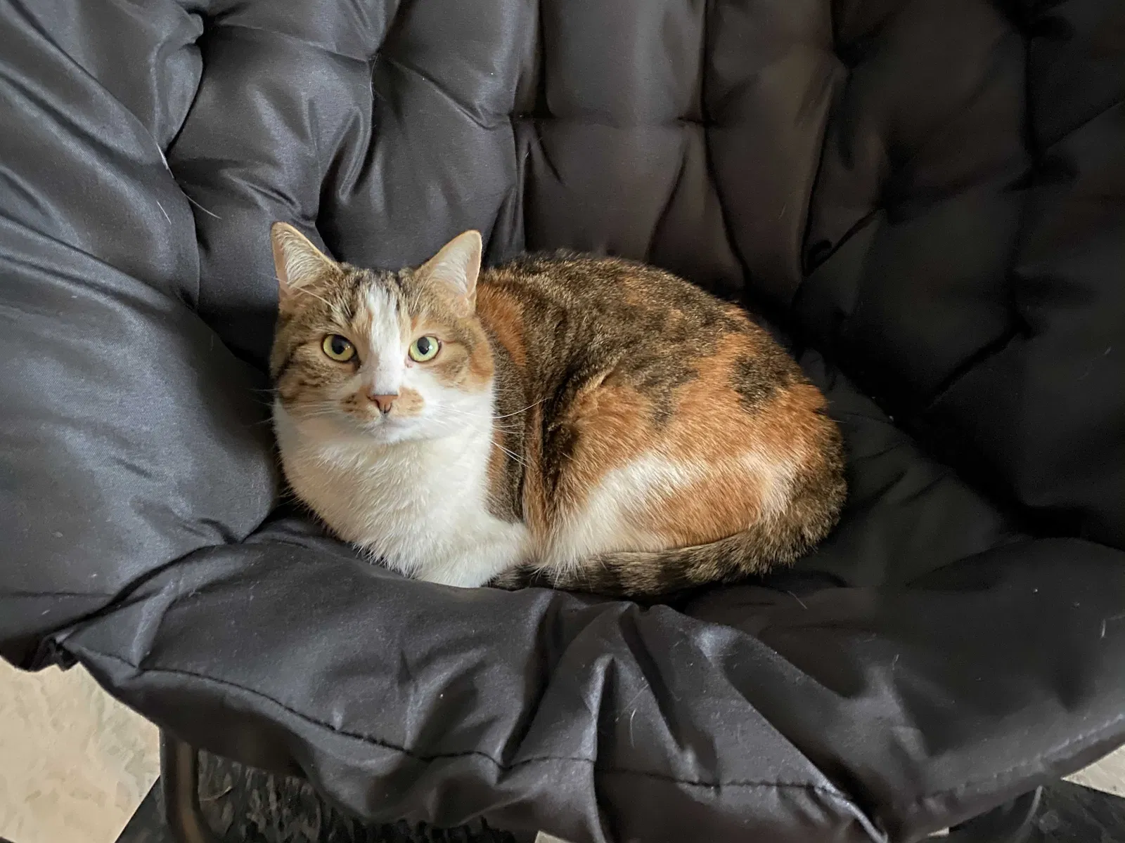 Lost cat in Centreville, VA, 20120