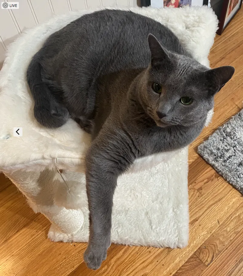 Lost cat in Novato, CA, 94947