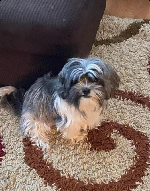 Lost dog in Mesa, AZ, 85208