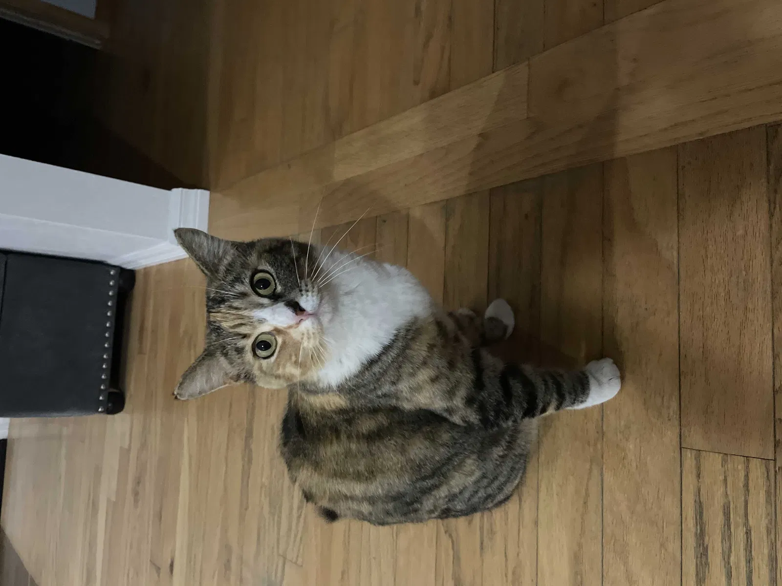 Lost cat in Hemet, CA, 92543
