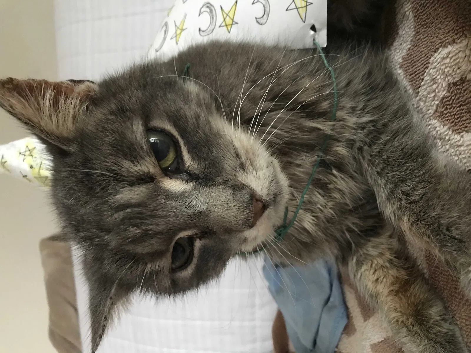 Lost cat in Pottstown, PA, 19465