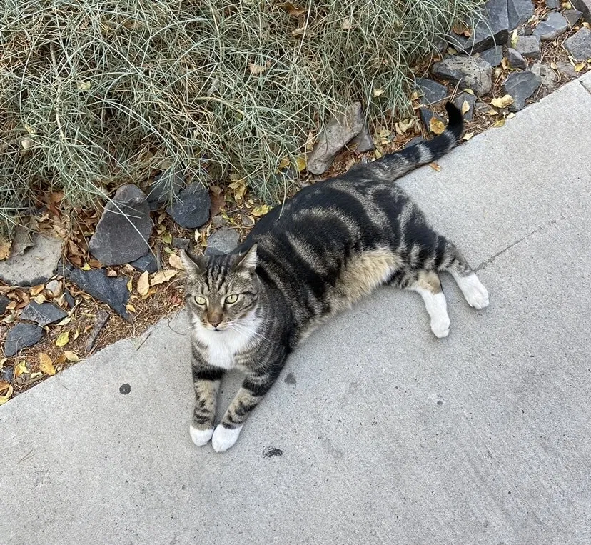 Lost cat in Reno, NV, 89512