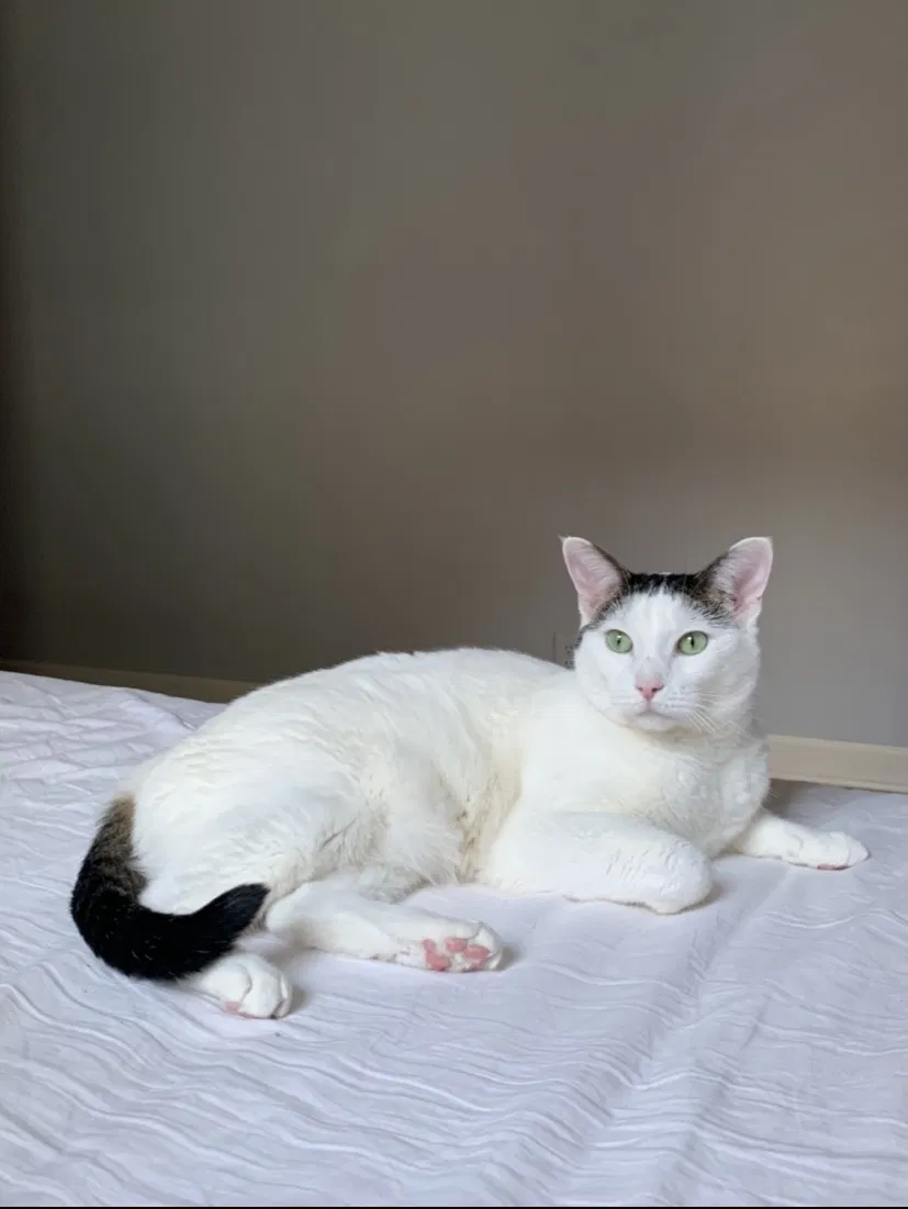 Lost cat in Chicago, IL, 60647