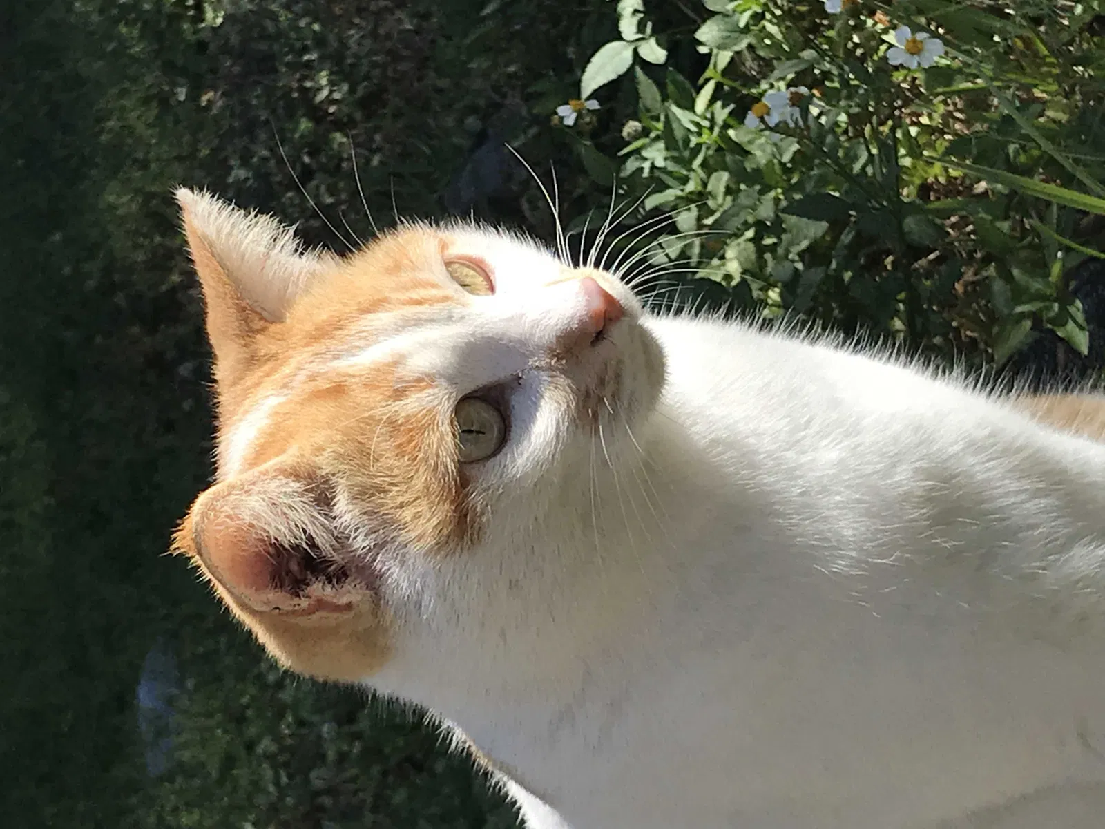 Lost cat in Fort Lauderdale, FL, 33317