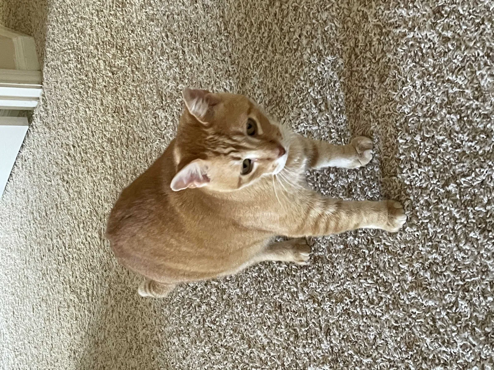 Lost cat in Houston, TX, 77008