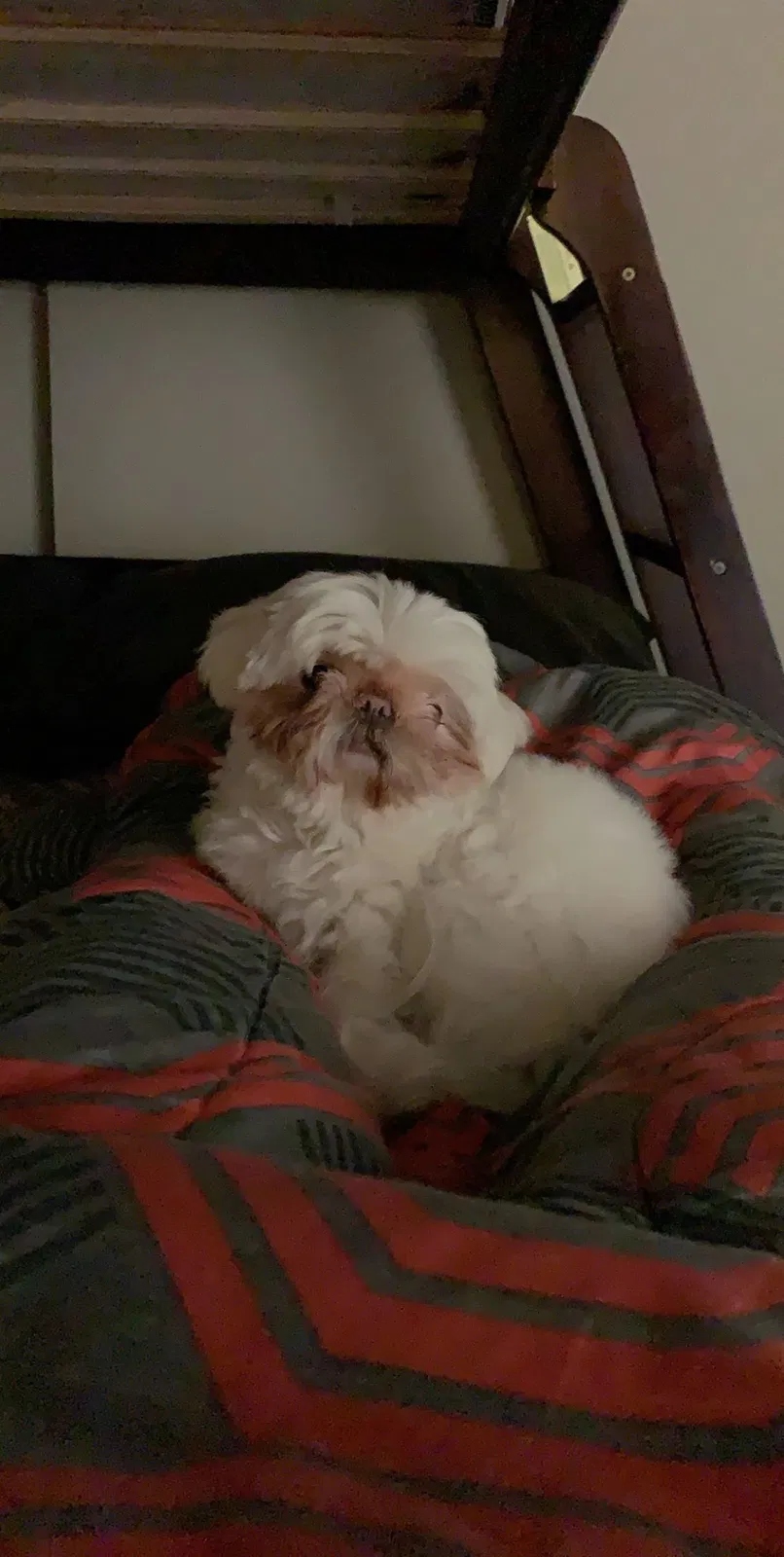 Lost dog in Oxnard, CA, 93033