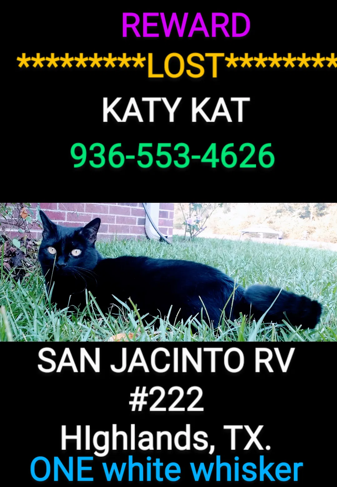 Lost cat in Highlands, TX, 77562