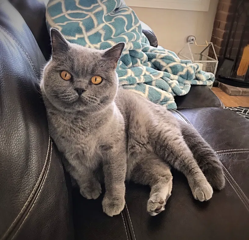 Lost cat in San Juan Capistrano, CA, 92675