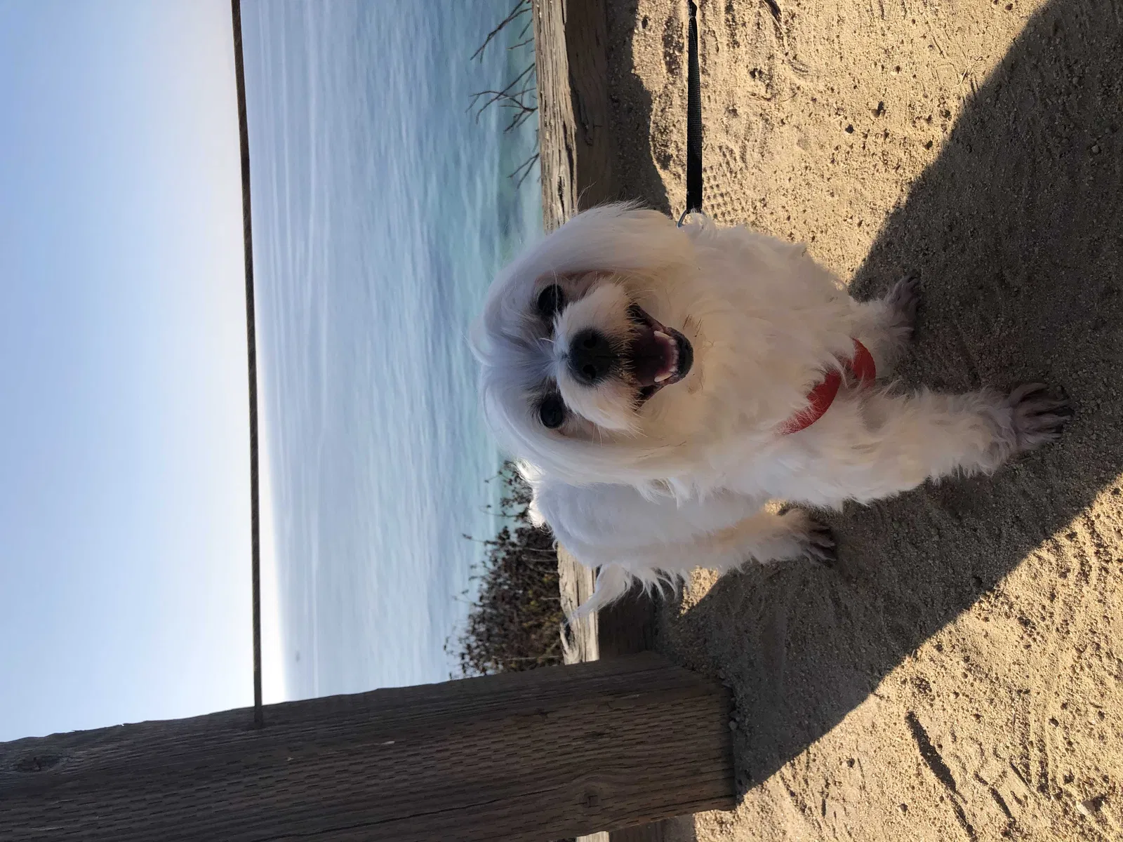 Lost dog in Westminster, CA, 92683