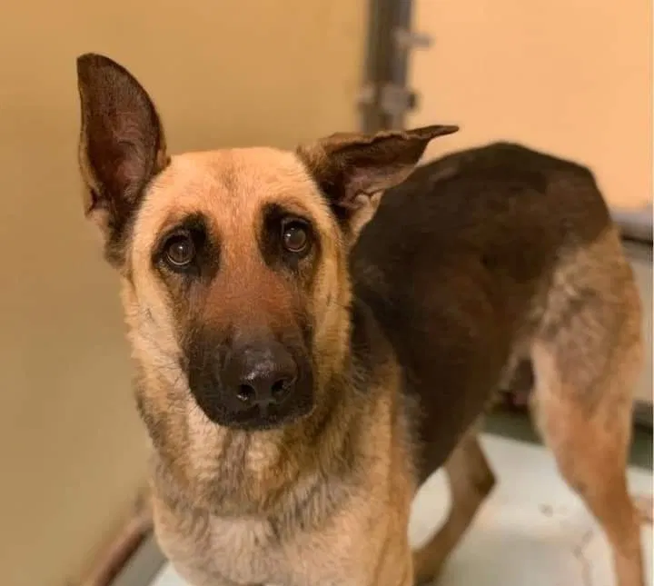 Lost dog in Harlingen, TX, 78552