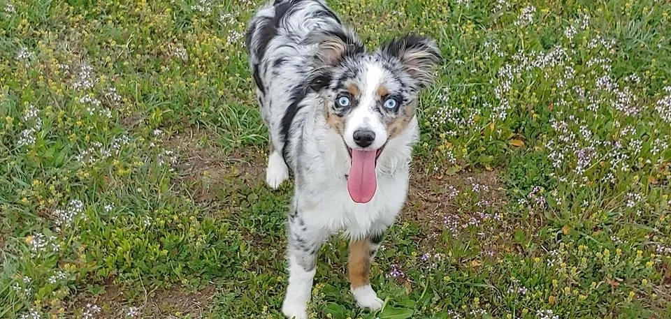 Lost dog in Lone Tree, CO, 80124