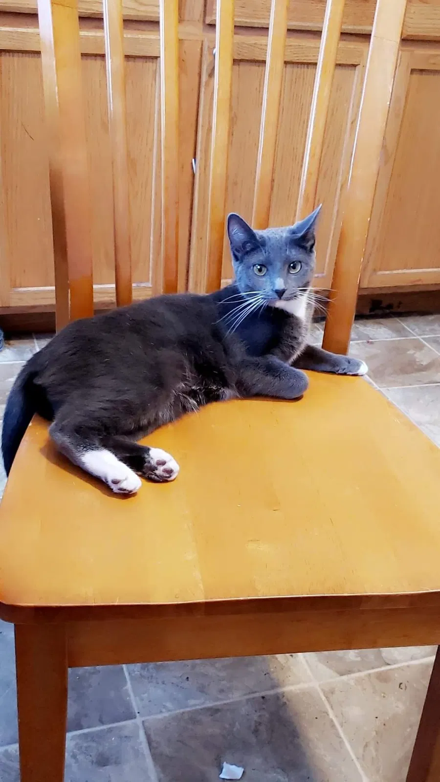 Lost cat in Lowell, MA, 1852