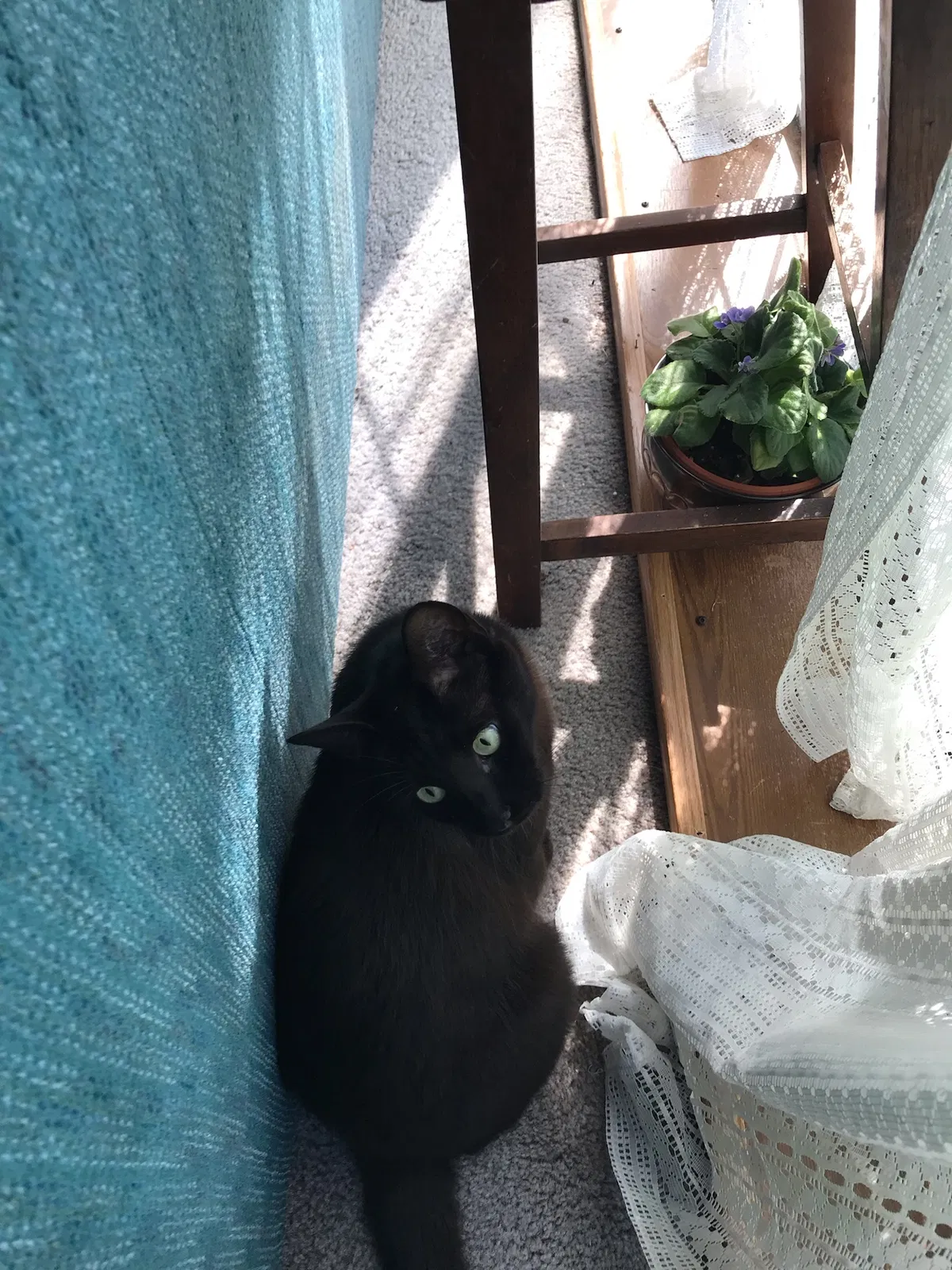 Lost cat in Greenbrier, TN, 37073
