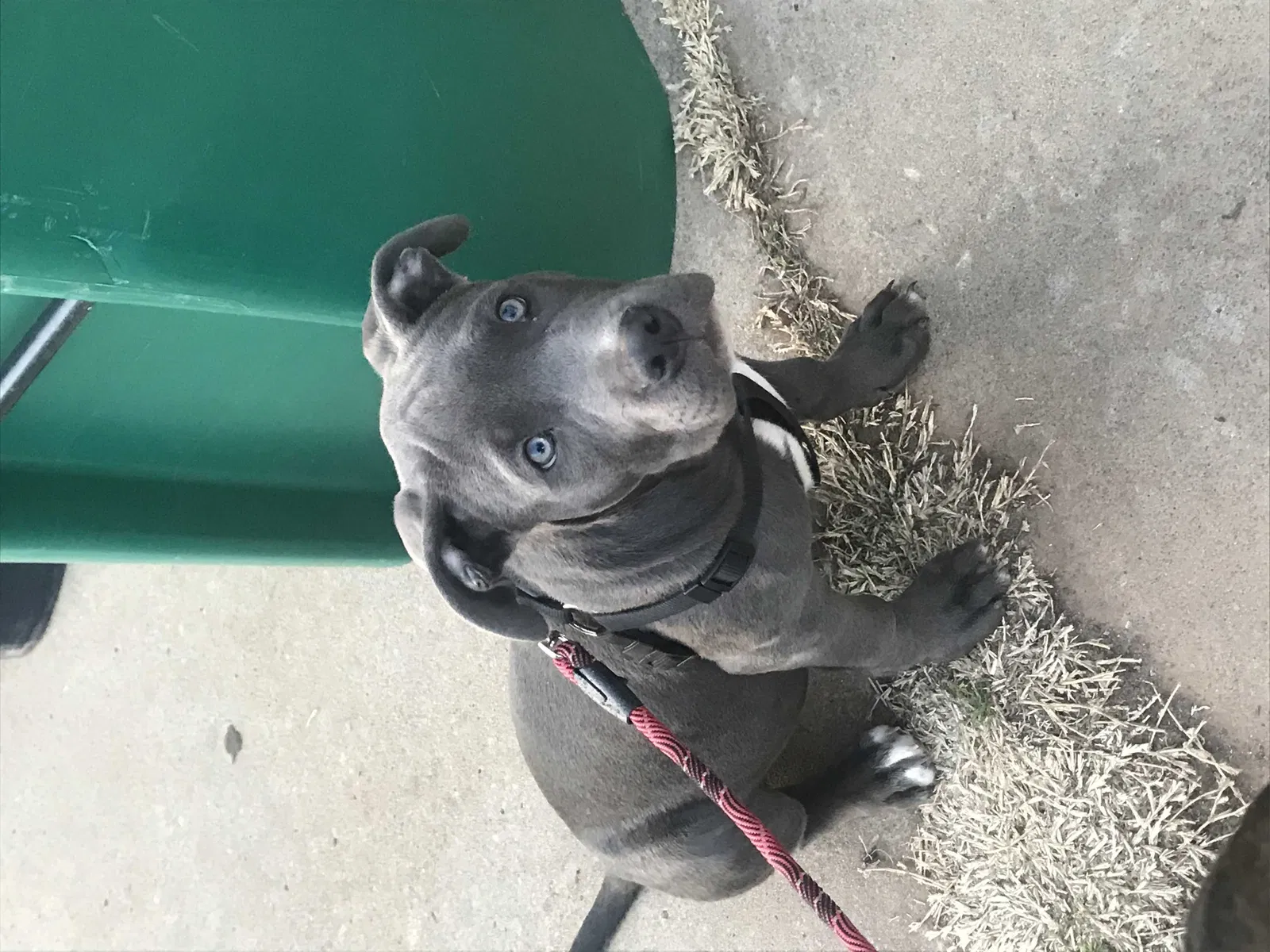 Lost dog in Oklahoma City, OK, 73159