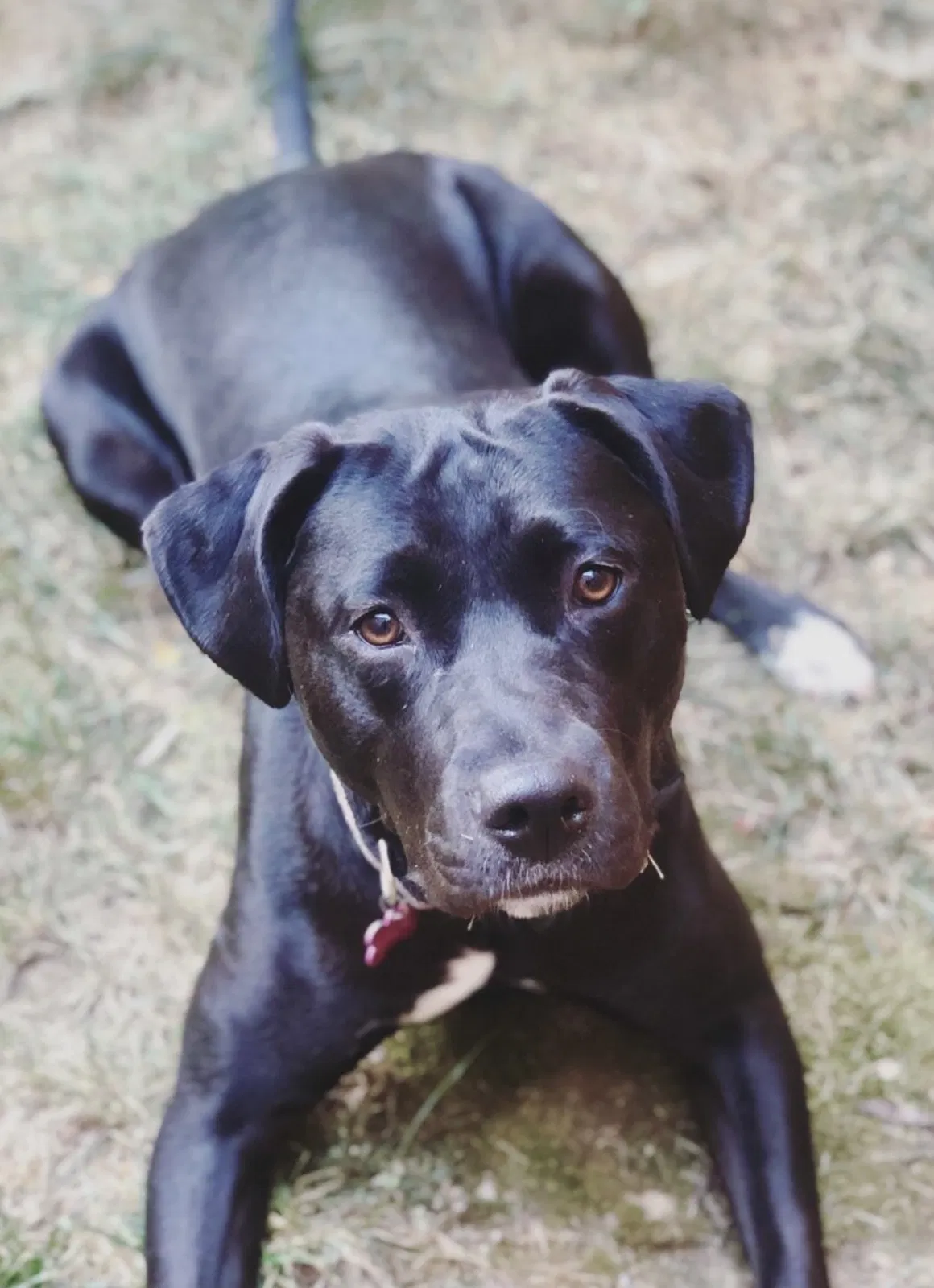 Lost dog in Alexandria, VA, 22309