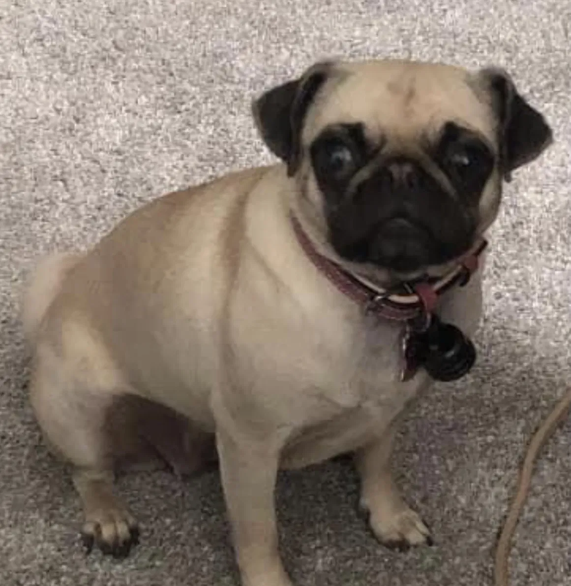 Lost dog in Harrah, OK, 73045