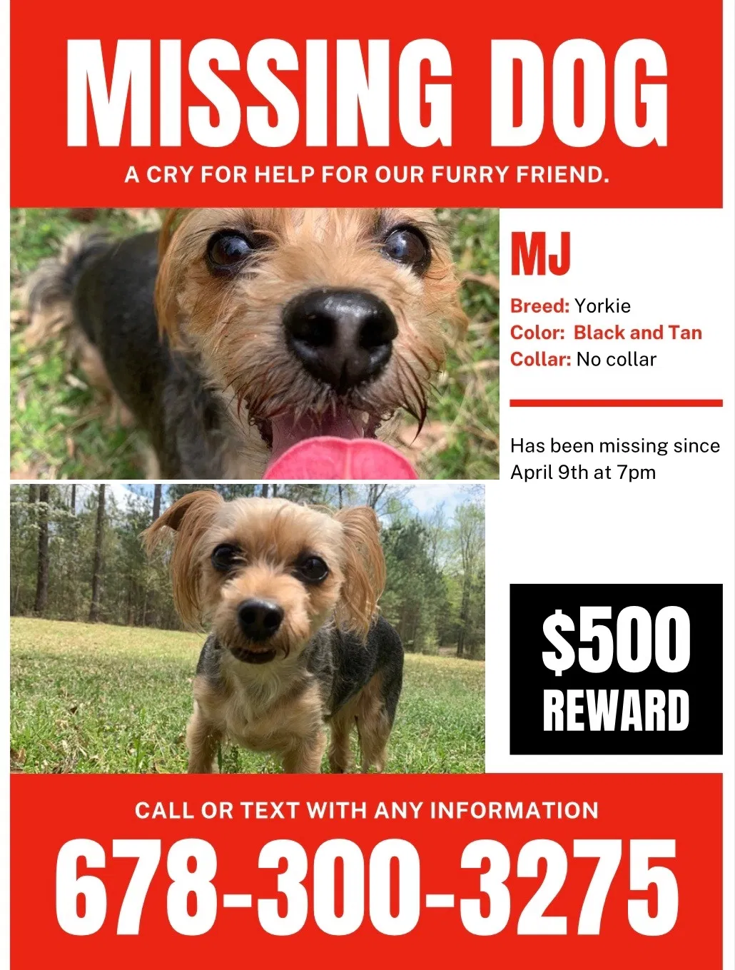 Lost dog in Columbia, SC, 29209