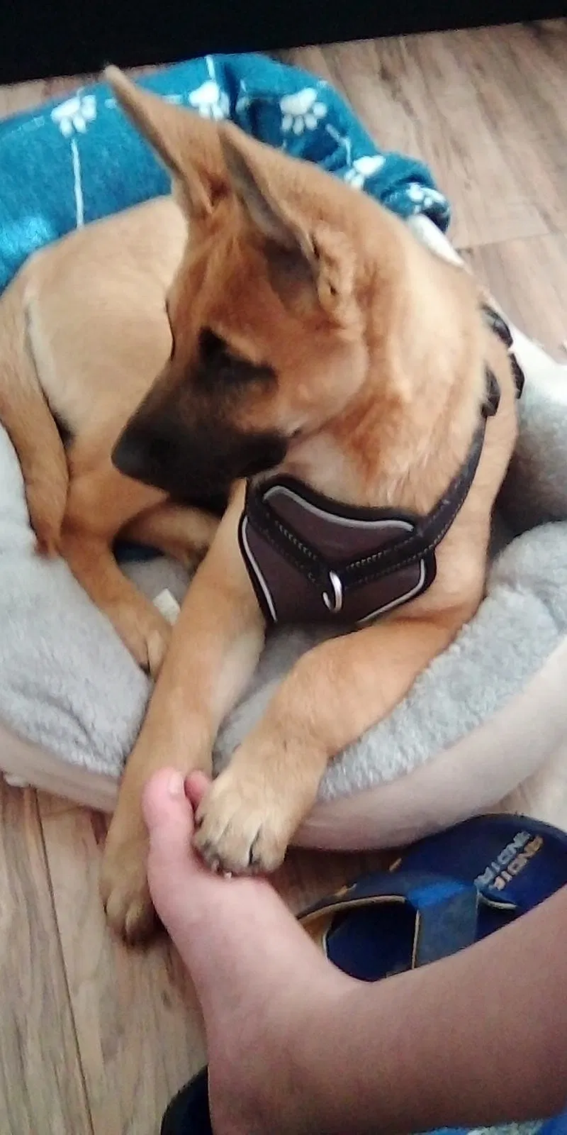 Lost dog in Hayward, CA, 94541