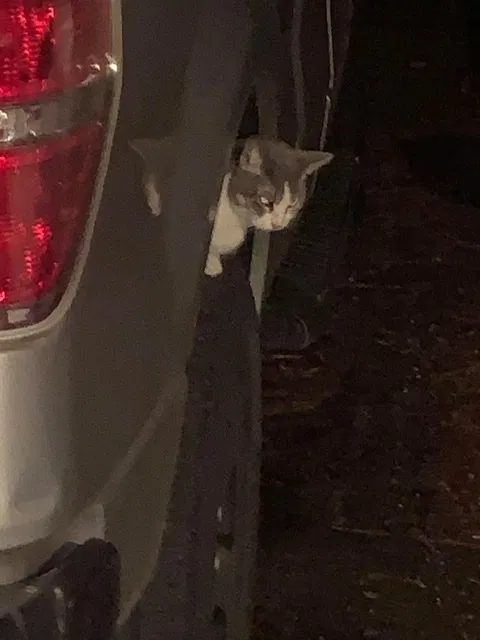 Lost cat in Sulphur, LA, 70663
