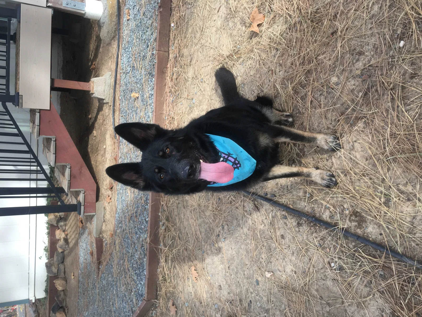 Lost dog in Diamond Springs, CA, 95619