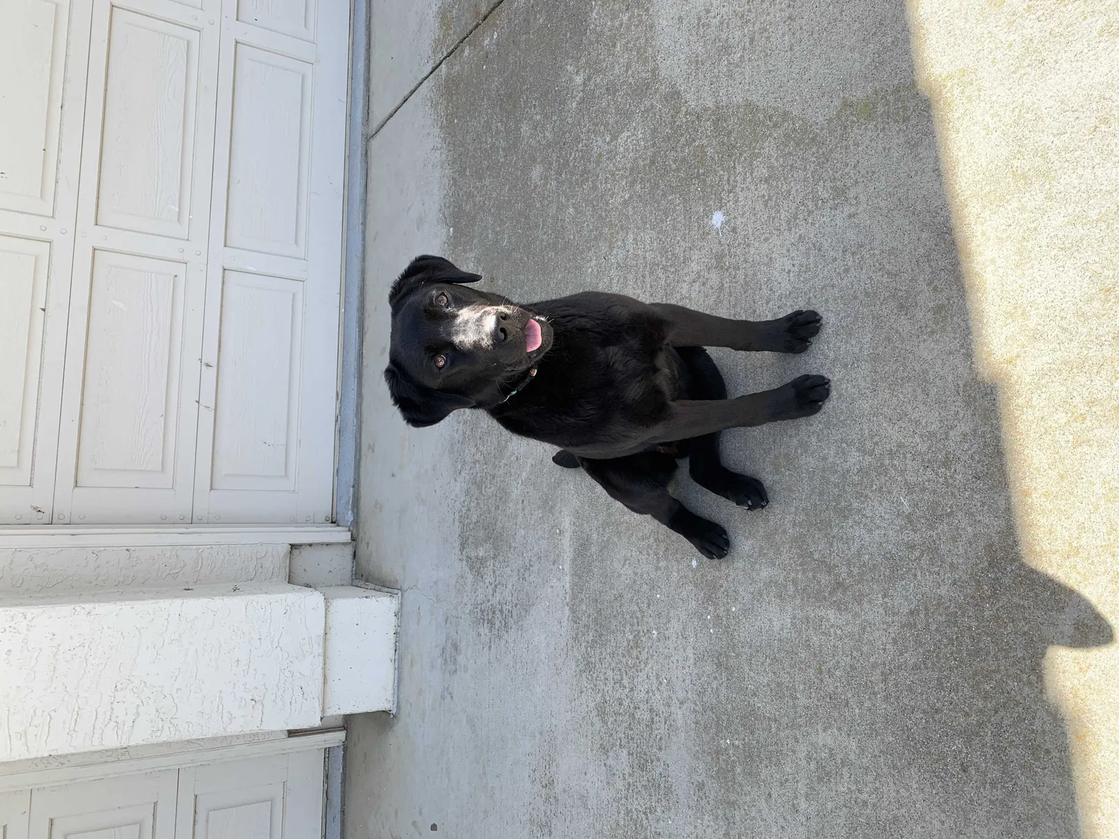 Lost dog in Gilroy, CA, 95020