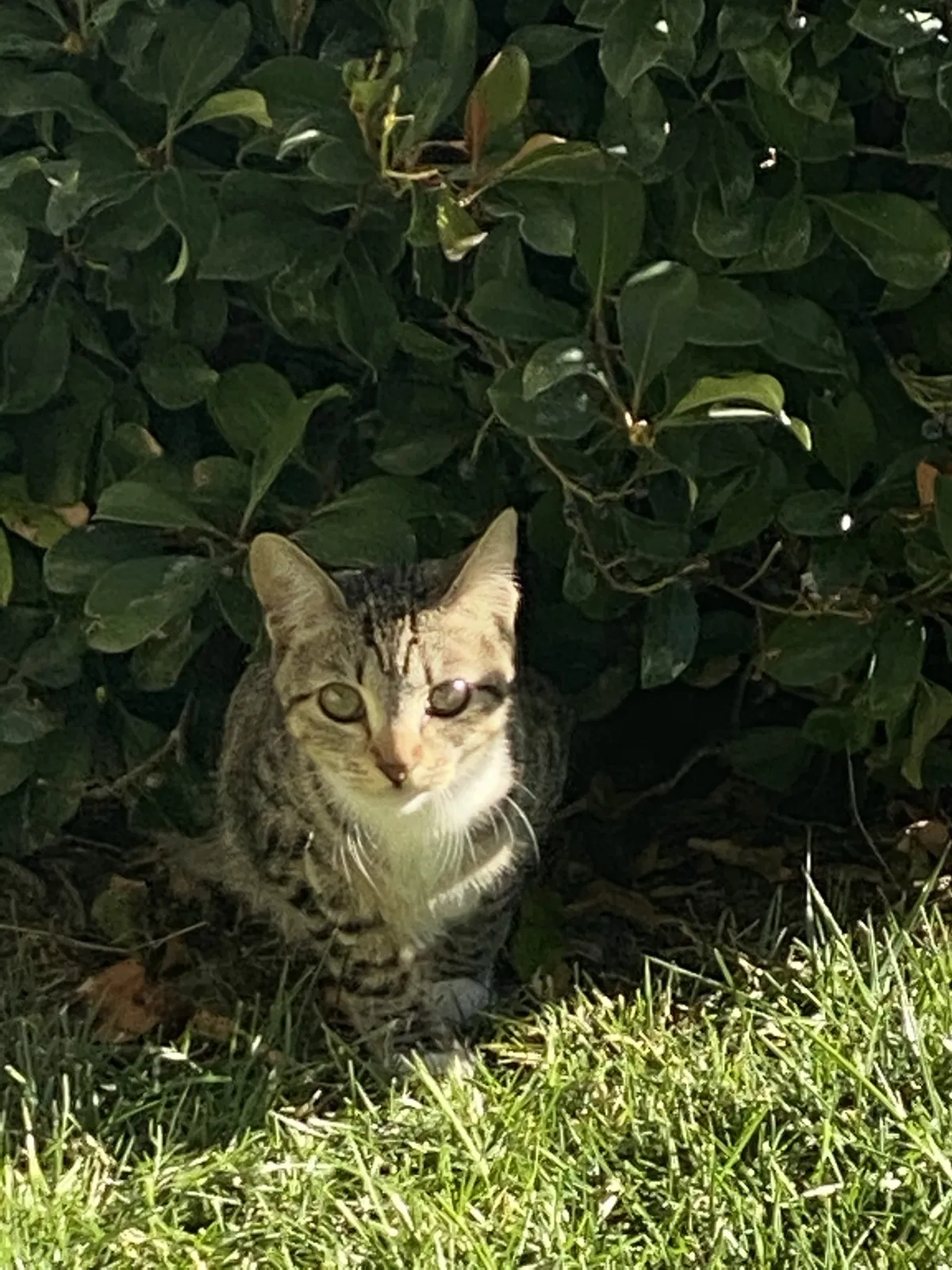 Lost cat in Lake Forest, CA, 92630