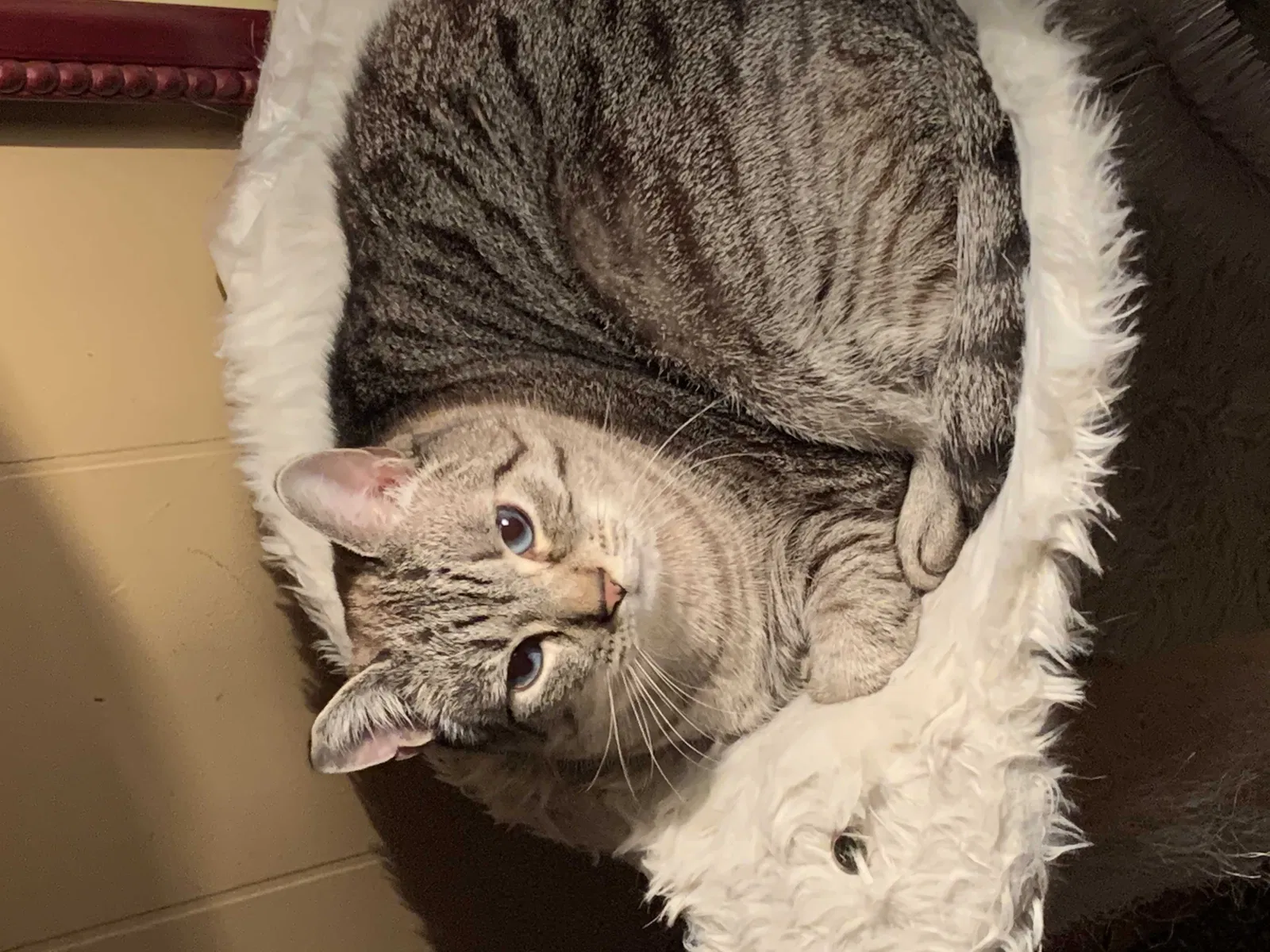 Lost cat in Medford, NY, 11763