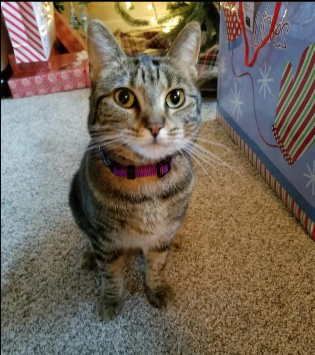 Lost cat in Brownsburg, IN, 46112