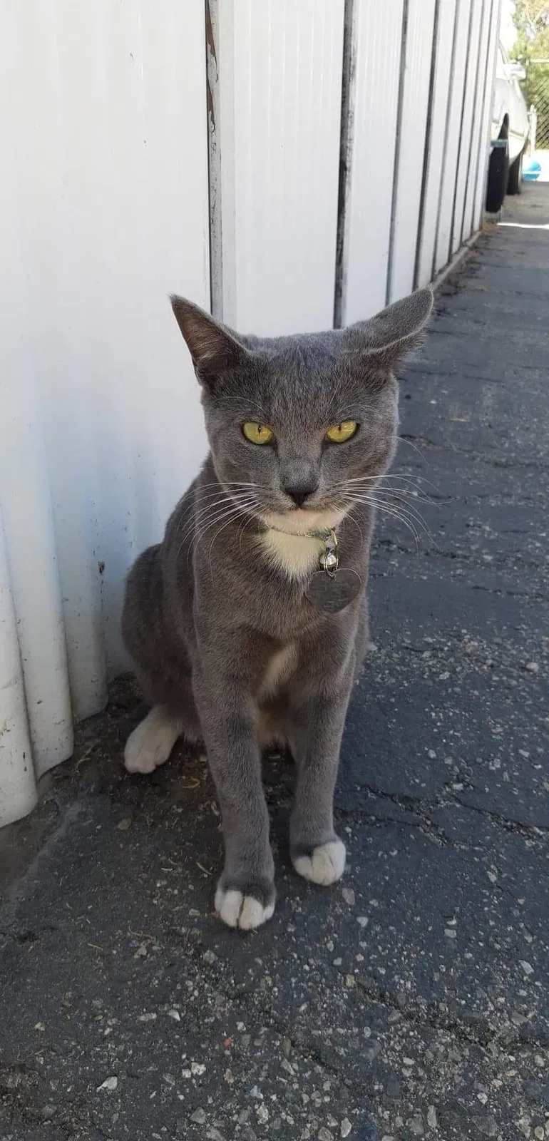 Lost cat in Rialto, CA, 92376