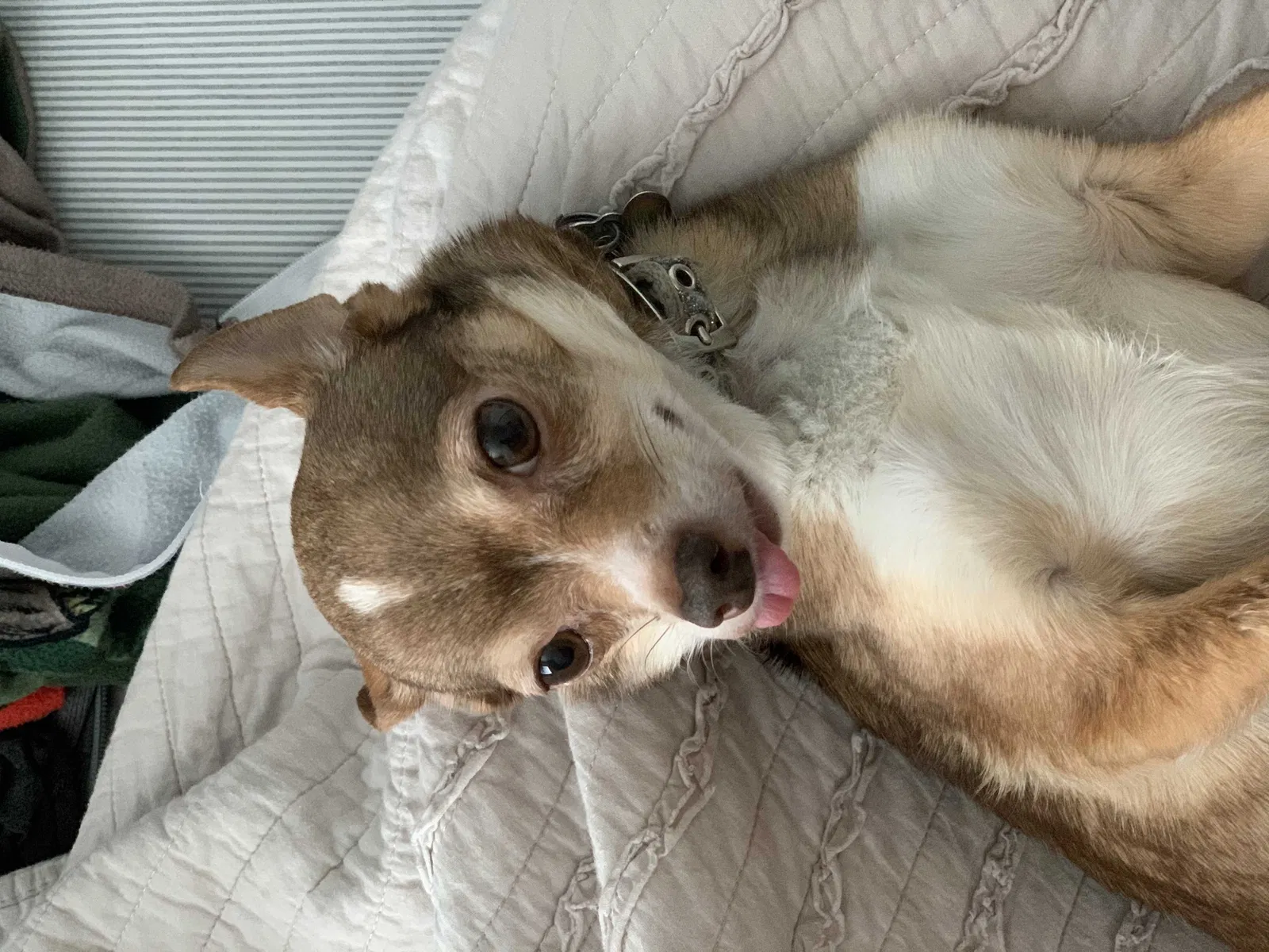 Lost dog in Volga, SD, 57071