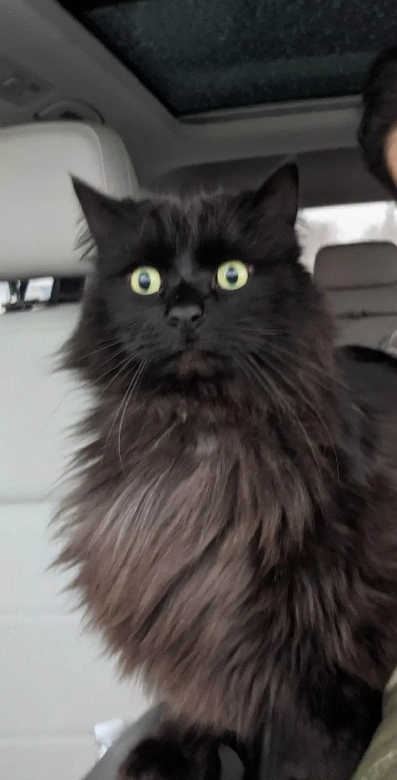 Lost cat in East Lansing, MI, 48823