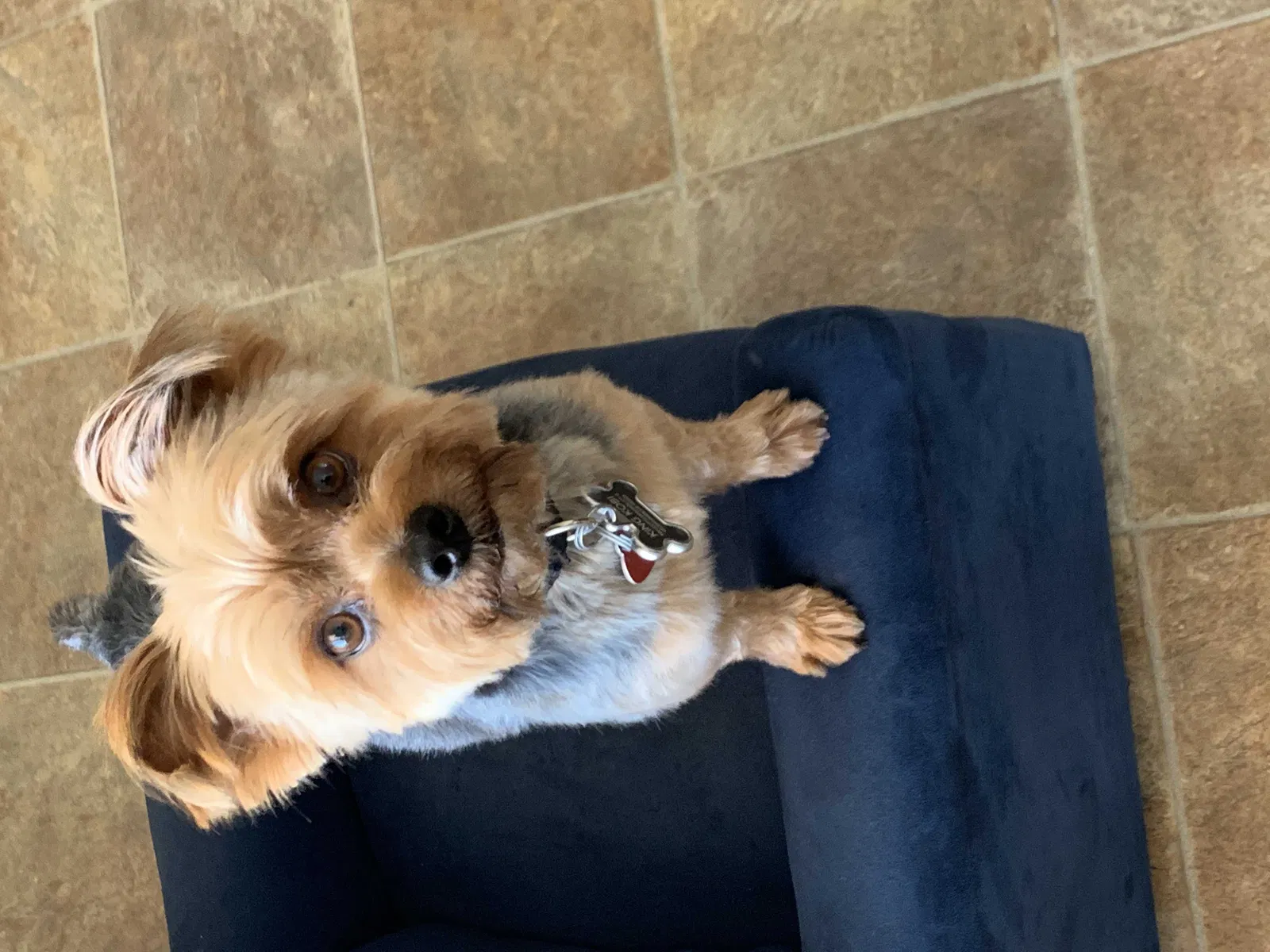 Lost dog in Oceanside, CA, 92058