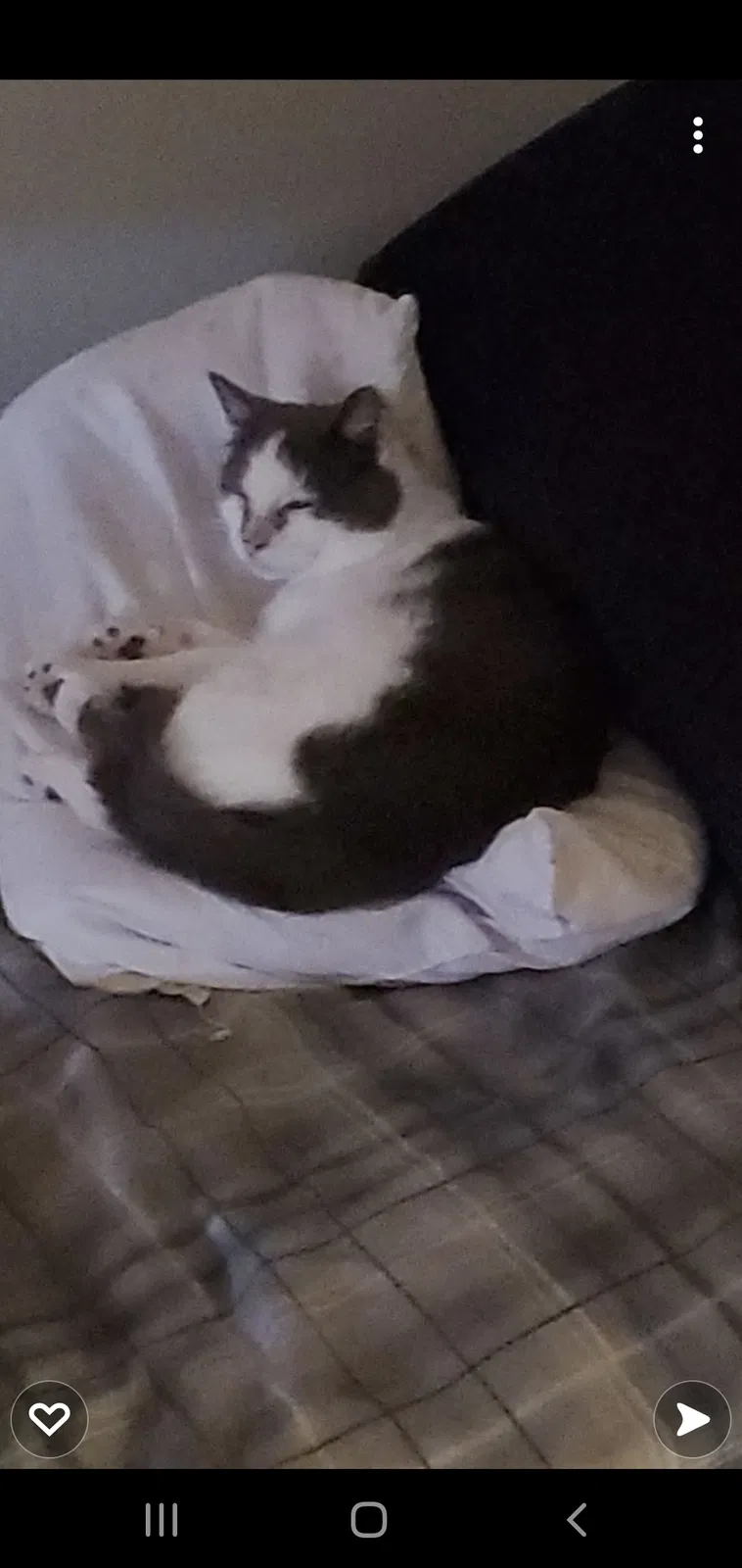 Lost cat in Monroe, MI, 48161