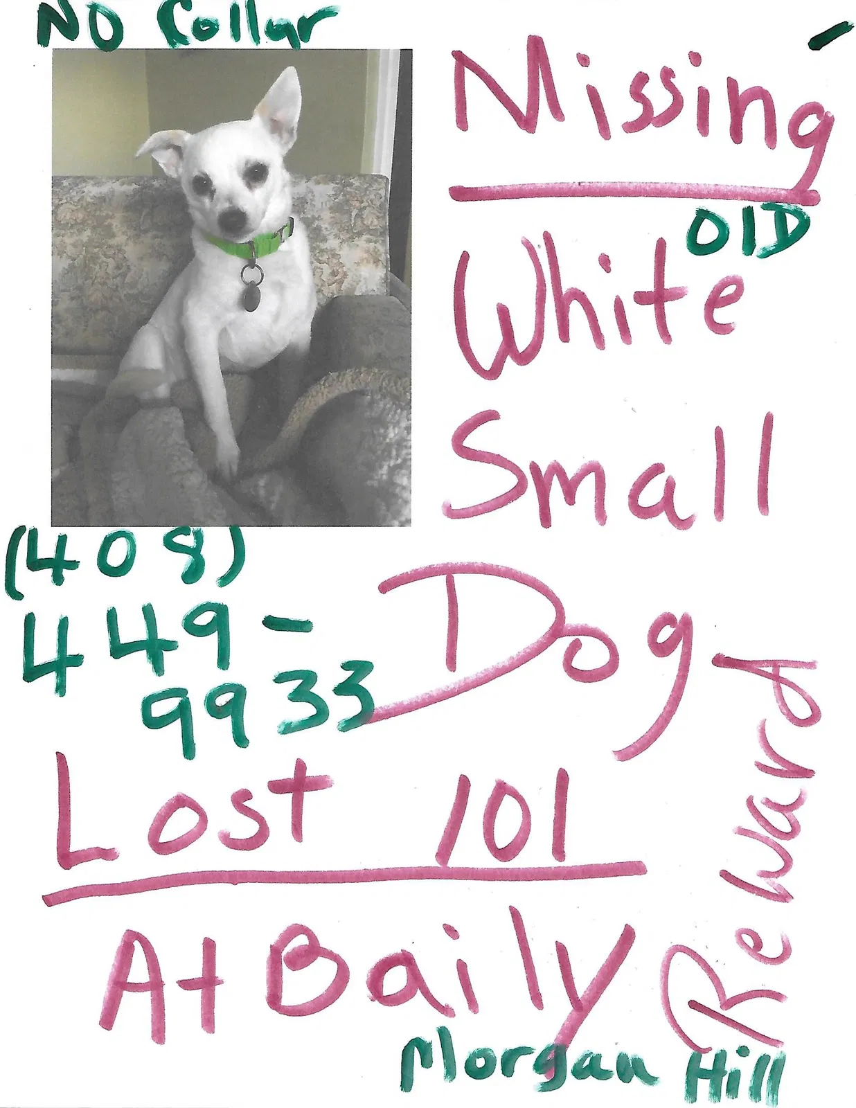 Lost dog in Morgan Hill, CA, 95037