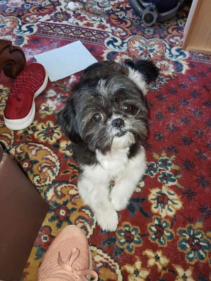 Lost dog in Wilmington, CA, 90744
